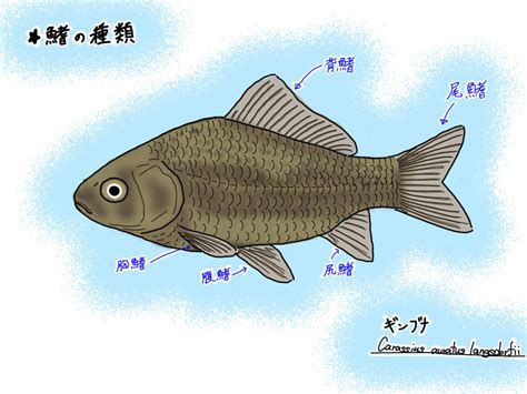 四間魚種類